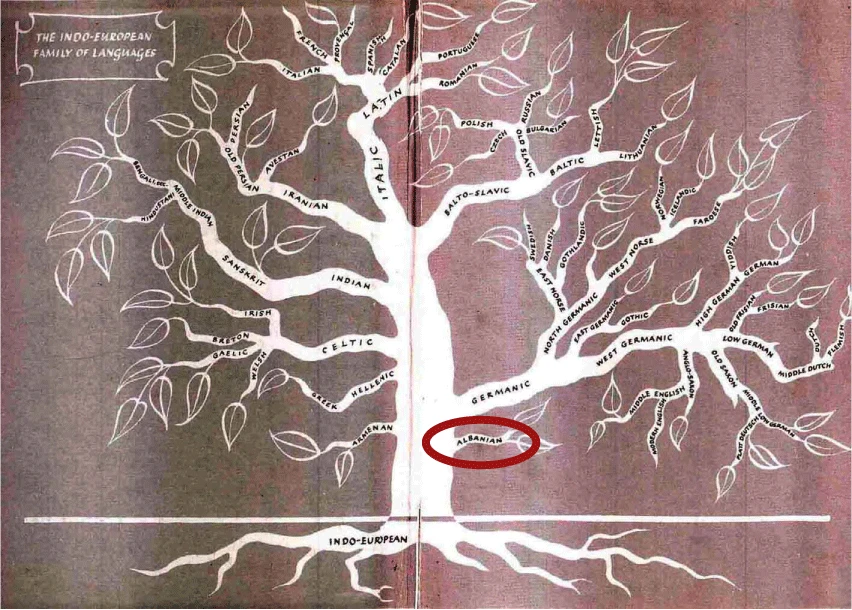 Ağaç olarak çizilmiş Hint-Avrupa dil ailesi, kendi dalında daire içine alınmış Arnavutça ile