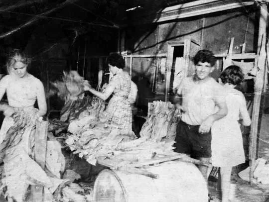 Remzi Mulla und Familienmitglieder sortieren 1953 in einem Schuppen in Mareeba, Queensland, Tabakblätter