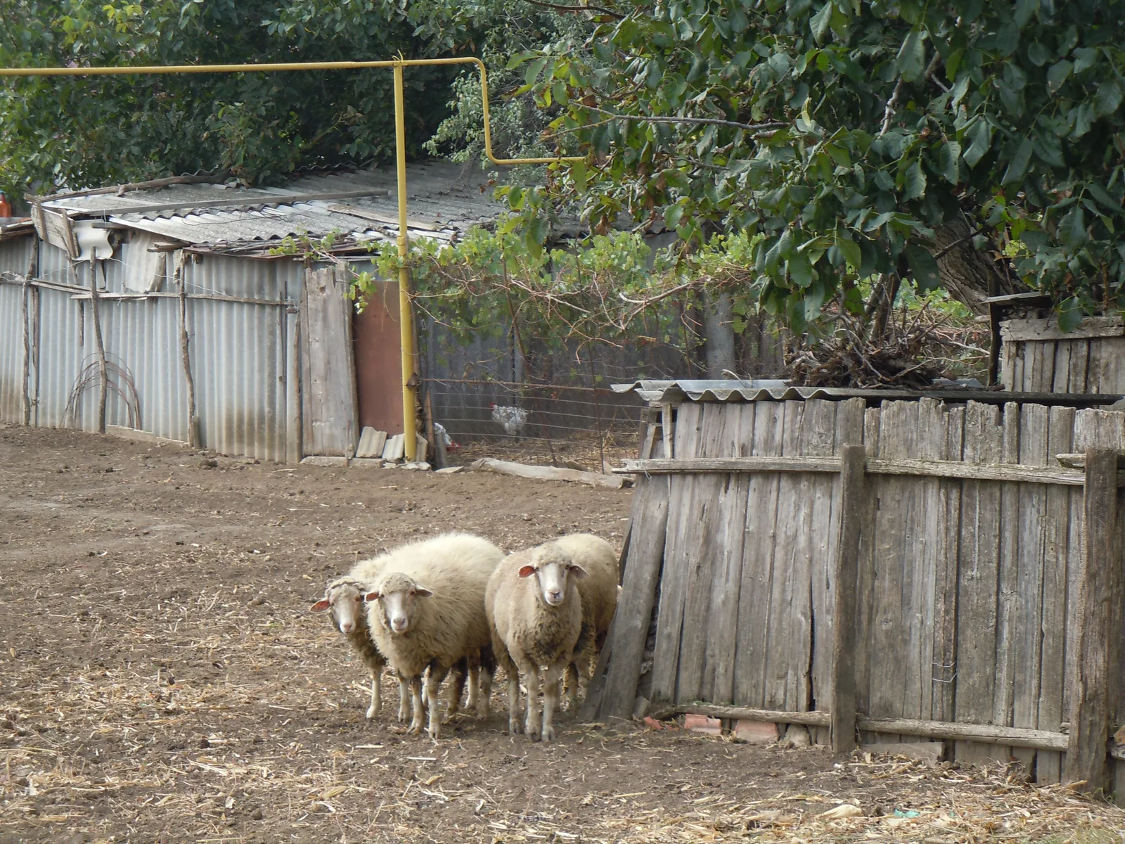 Drei Schafe in einem Hof in Karakurt zwischen Wellblechzaun und verwittertem Holztor