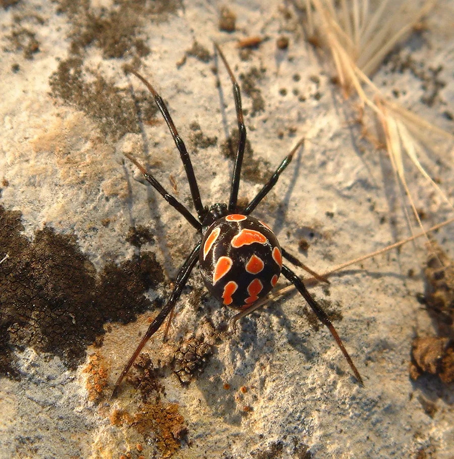 Ein Weibchen von Latrodectus tredecimguttatus, der Steppen-Schwarzen-Witwe, die in der Region Karakurt genannt wird