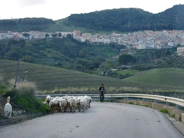 Un pastor y su perro blanco conducen un rebaño de ovejas por una carretera rural al pie del pueblo de Contessa Entellina, situado en una ladera