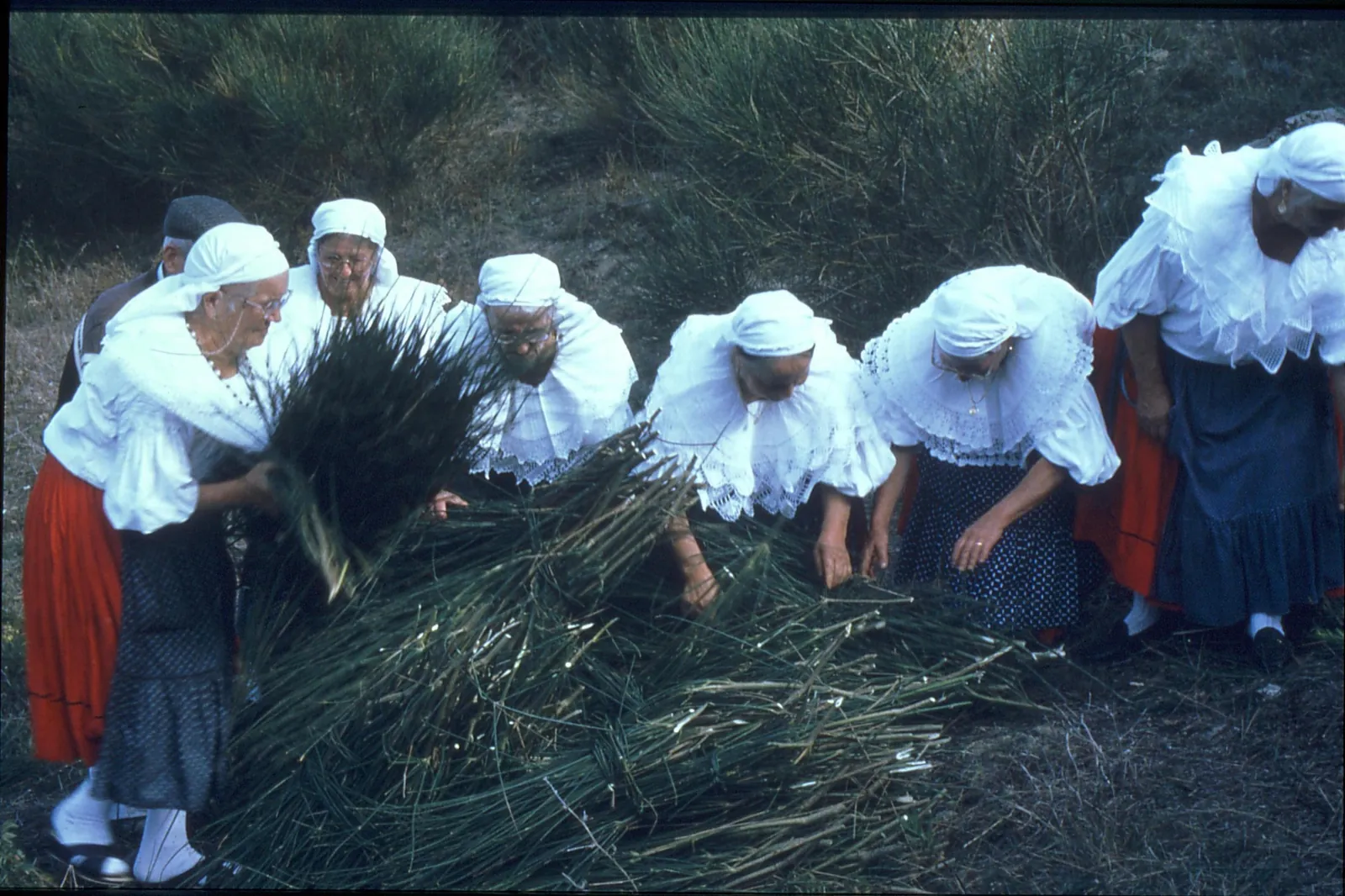 Mujeres mayores con pañuelos blancos en la cabeza y faldas rojas recogiendo tallos de retama en San Paolo Albanese